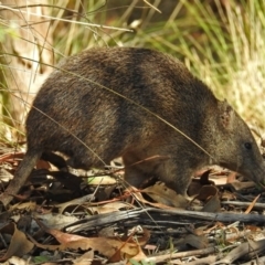 Isoodon obesulus obesulus at Paddys River, ACT - 7 Mar 2019 02:14 PM