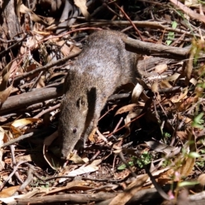 Isoodon obesulus obesulus at Paddys River, ACT - 7 Mar 2019 02:14 PM