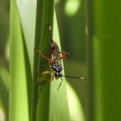 Gotra sp. (genus) (Unidentified Gotra ichneumon wasp) at Paddys River, ACT - 7 Mar 2019 by RodDeb