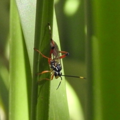 Gotra sp. (genus) (Unidentified Gotra ichneumon wasp) at Paddys River, ACT - 7 Mar 2019 by RodDeb