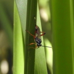 Gotra sp. (genus) at Paddys River, ACT - 7 Mar 2019 02:34 PM