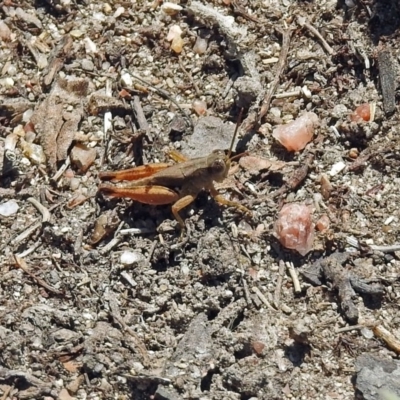 Phaulacridium vittatum (Wingless Grasshopper) at Paddys River, ACT - 7 Mar 2019 by RodDeb