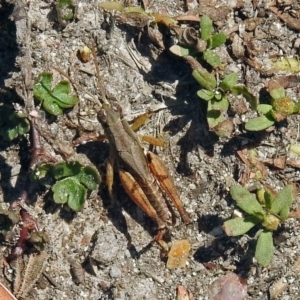 Phaulacridium vittatum at Paddys River, ACT - 7 Mar 2019