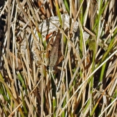 Phaulacridium vittatum at Paddys River, ACT - 7 Mar 2019