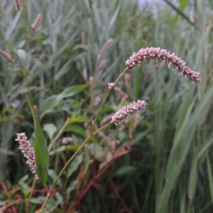 Persicaria lapathifolia at Tuggeranong DC, ACT - 3 Feb 2019 08:05 PM