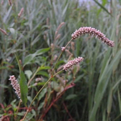 Persicaria lapathifolia (Pale Knotweed) at Tuggeranong DC, ACT - 3 Feb 2019 by MichaelBedingfield