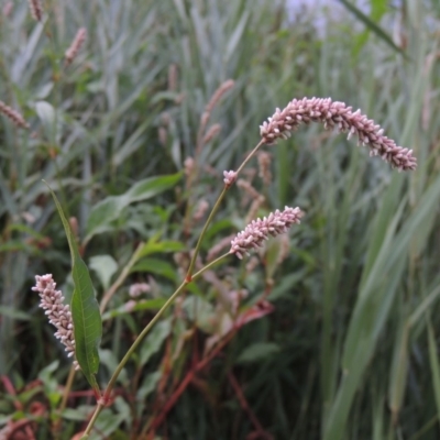 Persicaria lapathifolia (Pale Knotweed) at Tuggeranong DC, ACT - 3 Feb 2019 by michaelb