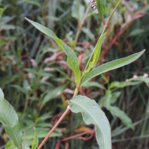 Persicaria lapathifolia at Tuggeranong DC, ACT - 3 Feb 2019 08:05 PM