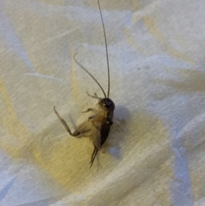 Grylloidea (superfamily) at Mirador, NSW - 9 Mar 2019 07:04 AM