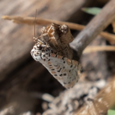 Utetheisa pulchelloides (Heliotrope Moth) at Stromlo, ACT - 8 Mar 2019 by rawshorty