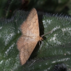 Scopula rubraria (Reddish Wave, Plantain Moth) at Stromlo, ACT - 8 Mar 2019 by rawshorty