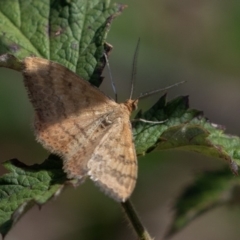 Scopula rubraria at Stromlo, ACT - 8 Mar 2019 11:21 AM