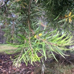 Persoonia linearis (Narrow-leaved Geebung) at Tathra, NSW - 9 Mar 2019 by tnsm