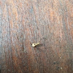 CULICIDAE (family) (Mosquito) at Wallagoot, NSW - 9 Mar 2019 by tnsm