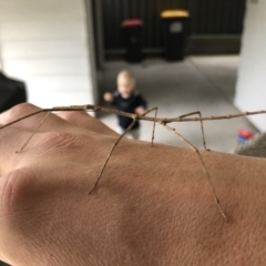 Unidentified Other Insect at Callala Beach, NSW - 8 Mar 2019 by AaronClausen