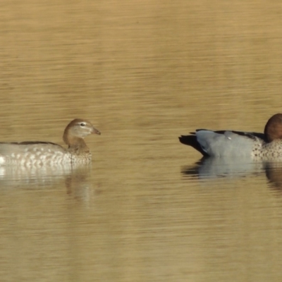 Chenonetta jubata (Australian Wood Duck) at Tennent, ACT - 2 Feb 2019 by michaelb