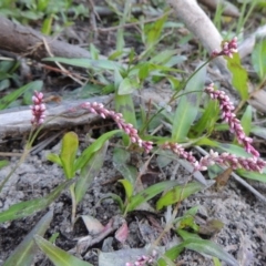 Persicaria decipiens (Slender Knotweed) at Paddys River, ACT - 20 Feb 2019 by michaelb
