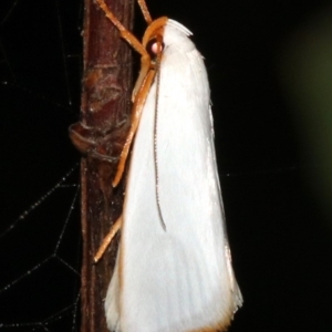 Xylorycta luteotactella at Guerilla Bay, NSW - 26 Feb 2019 08:42 PM