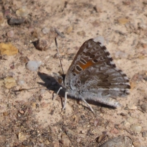 Lucia limbaria at Stromlo, ACT - 8 Mar 2019