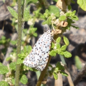 Utetheisa pulchelloides at Stromlo, ACT - 8 Mar 2019 11:45 AM