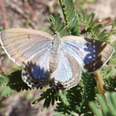 Jalmenus icilius (Amethyst Hairstreak) at Stromlo, ACT - 8 Mar 2019 by Christine