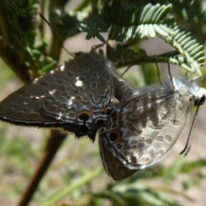 Jalmenus icilius at Stromlo, ACT - 8 Mar 2019