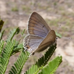 Jalmenus icilius at Stromlo, ACT - 8 Mar 2019 12:00 PM