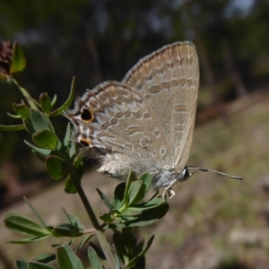 Jalmenus icilius at Stromlo, ACT - 8 Mar 2019 12:00 PM