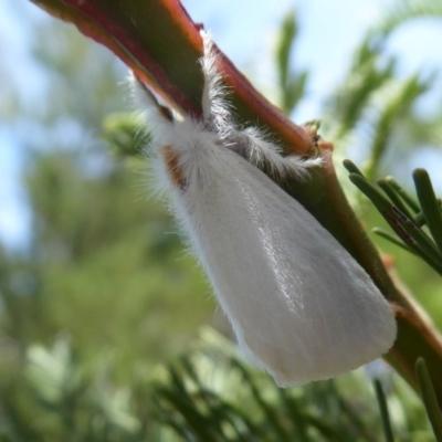 Lymantriinae (subfamily) (Unidentified tussock moths) at Stromlo, ACT - 8 Mar 2019 by Christine