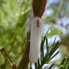 Lymantriinae (subfamily) at Stromlo, ACT - 8 Mar 2019