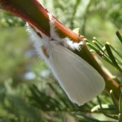 Lymantriinae (subfamily) at Stromlo, ACT - 8 Mar 2019