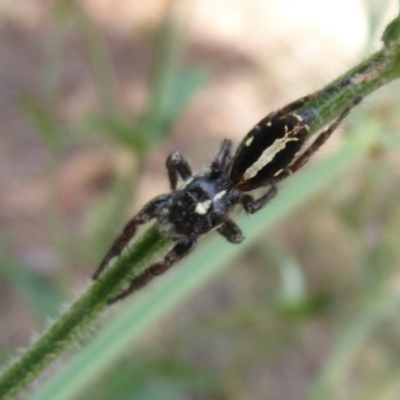 Sandalodes scopifer (White-spotted Sandalodes) at Stromlo, ACT - 8 Mar 2019 by Christine