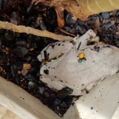 Litoria peronii (Peron's Tree Frog, Emerald Spotted Tree Frog) at Sutton, NSW - 9 Mar 2019 by Talie