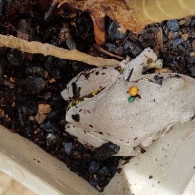 Litoria peronii (Peron's Tree Frog, Emerald Spotted Tree Frog) at Sutton, NSW - 9 Mar 2019 by Talie