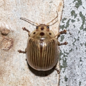 Paropsisterna intacta at Nicholls, ACT - 7 Mar 2019