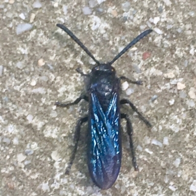 Austroscolia soror (Blue Flower Wasp) at Paddys River, ACT - 12 Feb 2019 by davobj