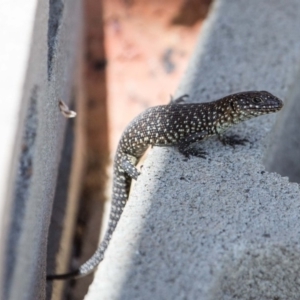 Egernia cunninghami at Murrumbateman, NSW - 9 Mar 2019