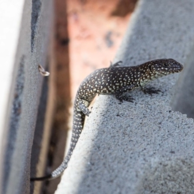 Egernia cunninghami (Cunningham's Skink) at Murrumbateman, NSW - 8 Mar 2019 by SallyandPeter