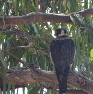 Falco longipennis at Garran, ACT - 8 Mar 2019 11:46 AM