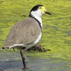 Vanellus miles (Masked Lapwing) at Fyshwick, ACT - 8 Mar 2019 by roymcd