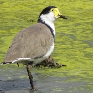 Vanellus miles at Fyshwick, ACT - 8 Mar 2019