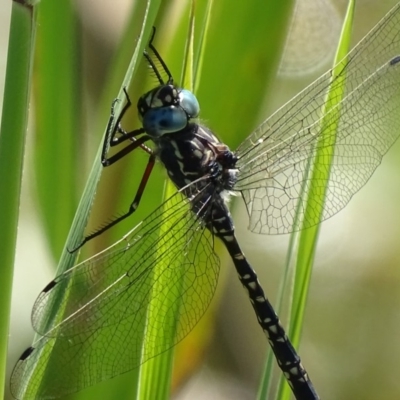 Austroaeschna parvistigma (Swamp Darner) at Rendezvous Creek, ACT - 11 Feb 2019 by roymcd