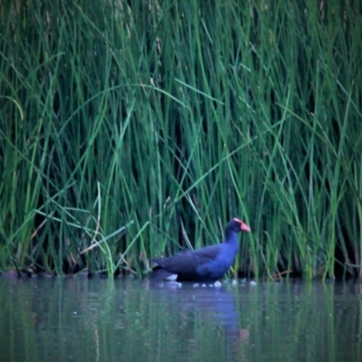 Porphyrio melanotus (Australasian Swamphen) at Harrison, ACT - 8 Mar 2019 by davobj