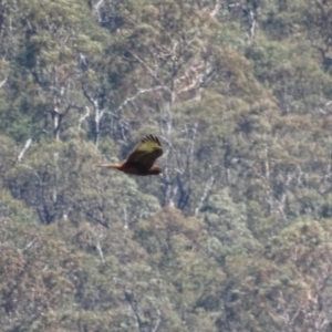 Circus approximans at Rendezvous Creek, ACT - 11 Feb 2019