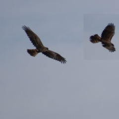 Circus approximans at Rendezvous Creek, ACT - 11 Feb 2019