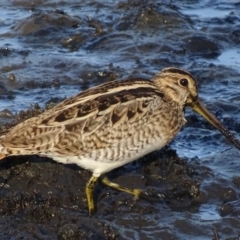 Gallinago hardwickii (Latham's Snipe) at Fyshwick, ACT - 28 Feb 2019 by roymcd