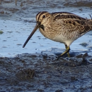 Gallinago hardwickii at Fyshwick, ACT - 1 Mar 2019 08:20 AM