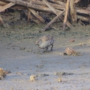 Porzana fluminea at Fyshwick, ACT - 1 Mar 2019 08:06 AM