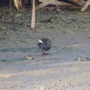 Porzana fluminea at Fyshwick, ACT - 1 Mar 2019 08:06 AM