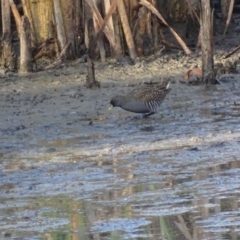 Porzana fluminea at Fyshwick, ACT - 1 Mar 2019 08:06 AM